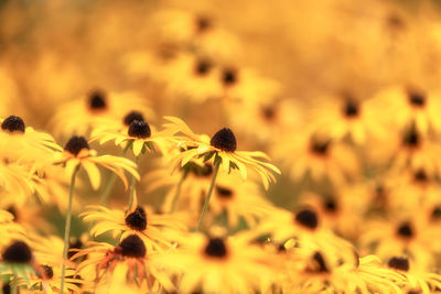 Close-up of yellow flowering plant on field