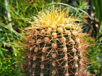 Close-up of cactus plant growing on field