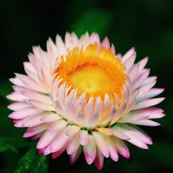 Close-up of flower blooming outdoors