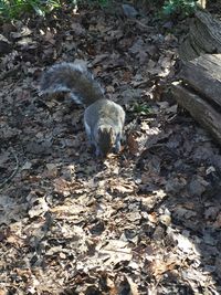 Squirrel on tree trunk