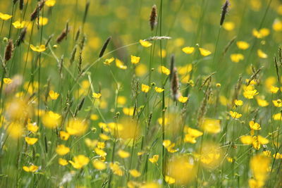 Close-up of white flowers