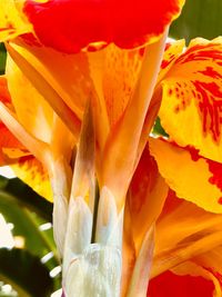 Close-up of orange day lily blooming outdoors