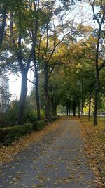 Road amidst trees during autumn