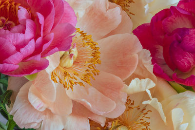 Close-up of pink roses