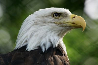 Close-up of eagle against blurred background