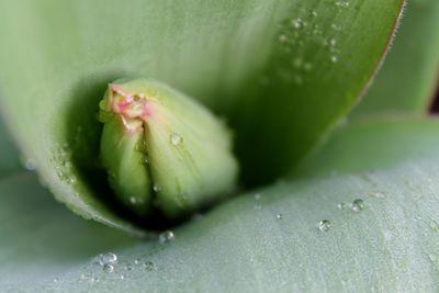 Close-up of leaf