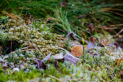 Frozen undergrowth