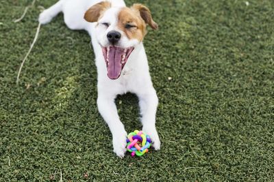 Dog yawning while playing with toy on grass