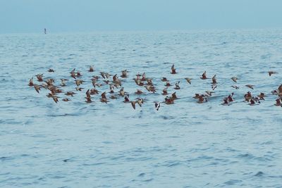 Birds swimming in sea