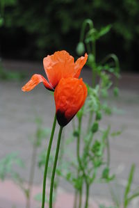 Close-up of orange day lily