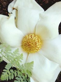 Close-up of white flowers