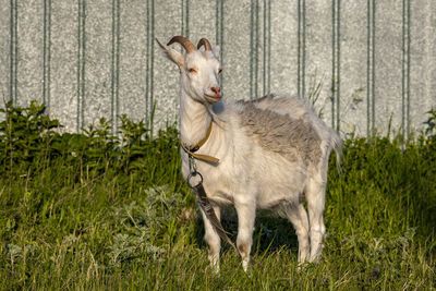 Goat on green summer meadow. side view.