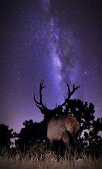 Low angle view of trees at night