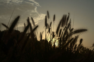 Close-up of silhouette grass on field against sky
