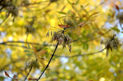 Close-up of plant