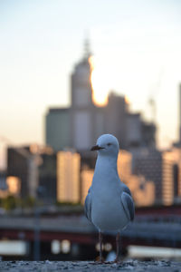 Close-up of seagull perching on a building