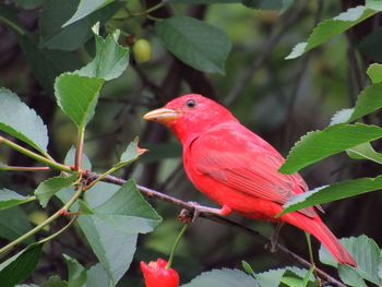 Close-up of bird perching on red plant