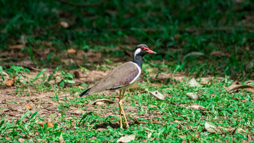 Bird perching on a field