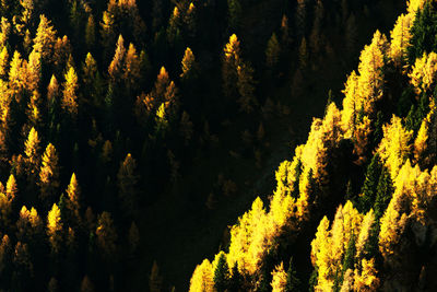 Full frame shot of trees in forest