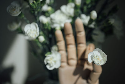 Close-up of hand holding white rose