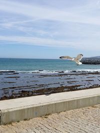 Bird flying over sea against sky