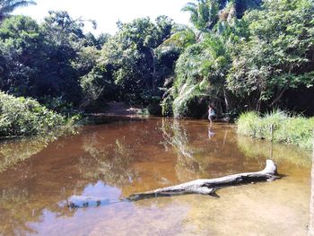 Scenic view of lake in forest