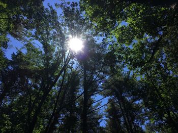 Low angle view of trees in forest