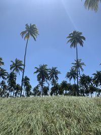 Palm trees on field against sky