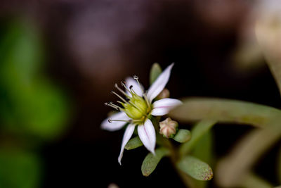 Close-up of white flowering plant