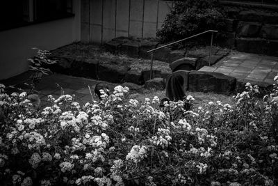 High angle view of flowering plants in yard
