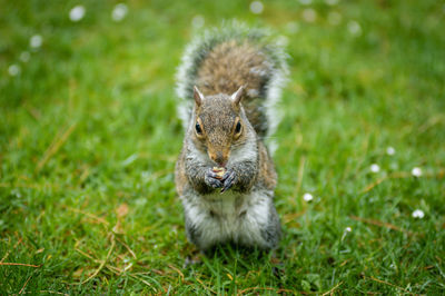 Portrait of squirrel on grass