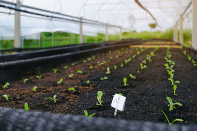 Close-up of seedlings in greenhouse