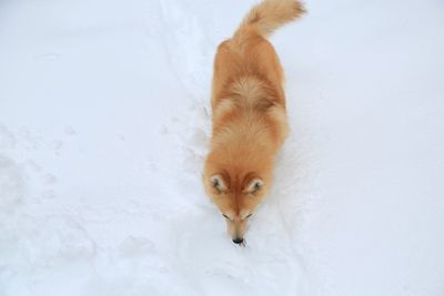 White cat in snow