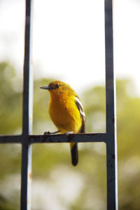 Close-up of bird on fence