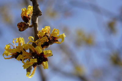 Close-up of yellow flowering plant