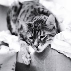 Close-up of cat with kitten