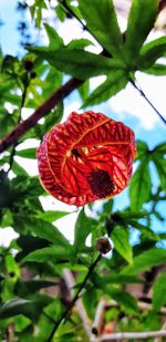 Close-up of red rose on plant