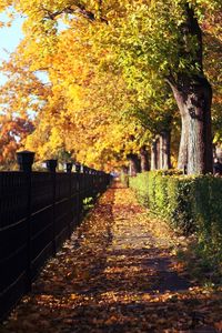 Street amidst trees during autumn