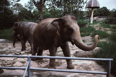 Elephant standing by railing against trees