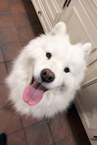 Close-up portrait of white dog