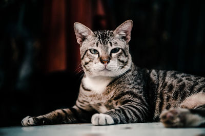 Close-up portrait of a cat