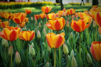 Close-up of orange tulips growing on field