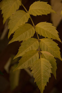 Close-up of fresh green leaves