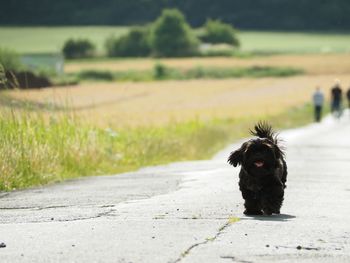 Portrait of dog on road