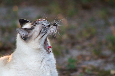 Tabby siamese cat yawning while enjoying late afternoon sun