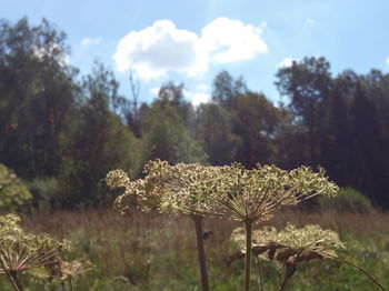 Close-up of flowers