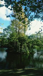 Scenic view of trees by river