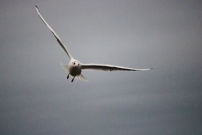 Low angle view of bird flying against clear sky