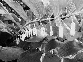 Close-up of flowers blooming outdoors