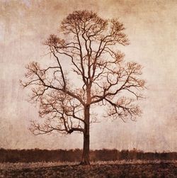 Bare trees on field